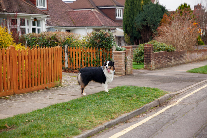 Pet-Proof Fencing That Doesn’t Look Like a Kennel