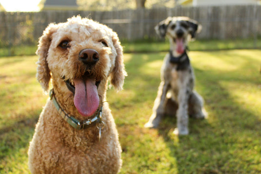 Corrugated Metal Fencing For Dogs - BarrierBoss