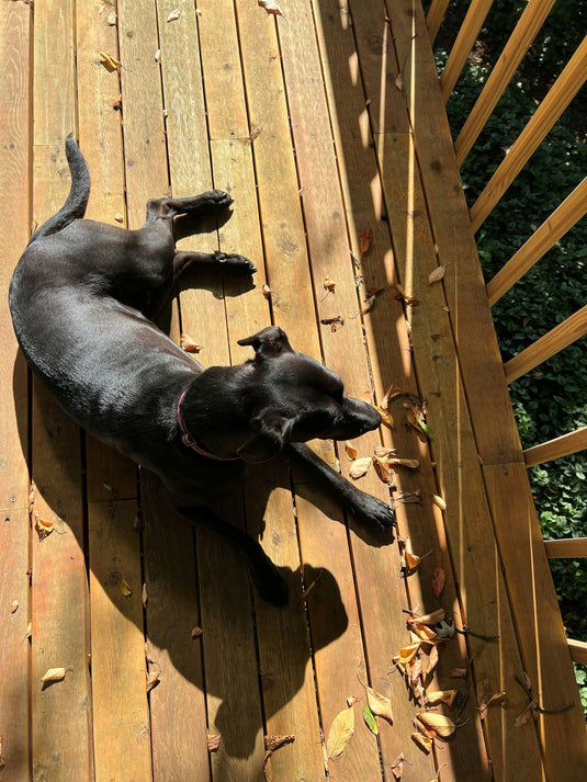 Green Treated Wood Porch With Dog