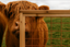 Brown Cattle Panels