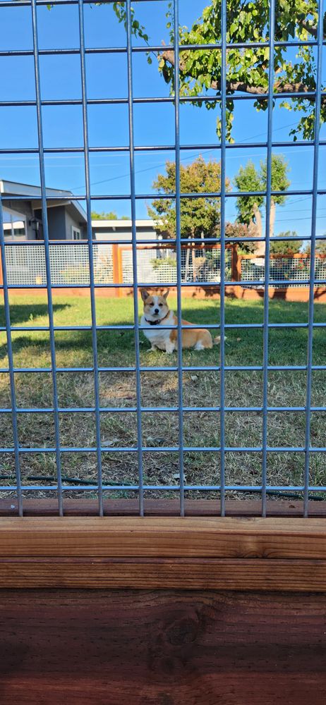 Dog resting on the lawn seen through the open mesh of the silver hog wire fence, showing clear sightlines